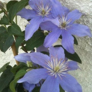 Clematis Justa