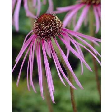 Echinacea pallida