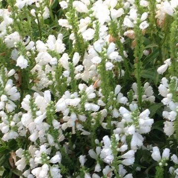 Physostegia virginiana Alba - Obedient plant - Crown of Snow