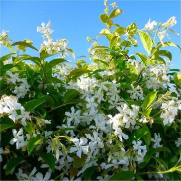 Star Jasmin - Fragrant Evergreen Trachelospermum Climber Pyramid