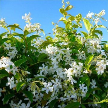 Star Jasmin - Fragrant Evergreen Trachelospermum Climber - 80-100cms