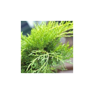 Juniperus x media 'Goldcoast'