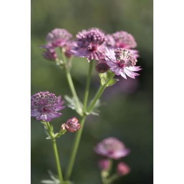 Astrantia major Roma