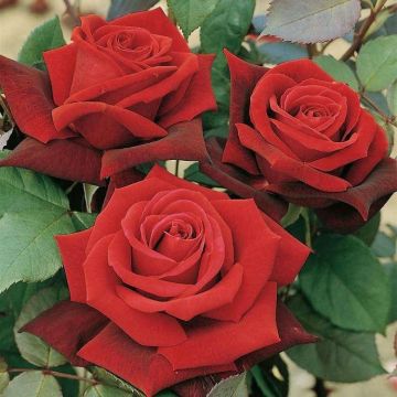 Rose 'Deep Secret' - Hybrid Tea Bush Rose