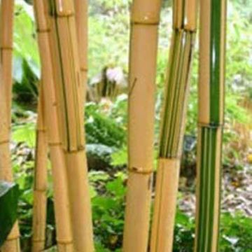 Phyllostachys vivax ''Aureocaulis'' - Large approx 6ft tall Plants +