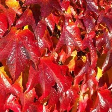 Parthenocissus tricuspidata Veitchii - Virginia Creeper Vine  - Boston Ivy