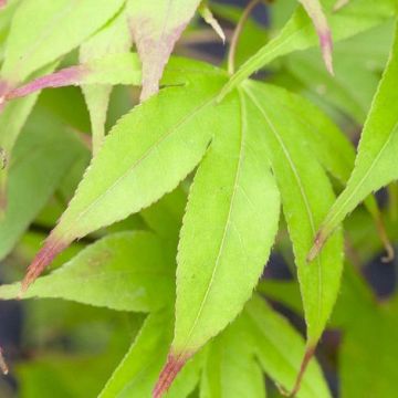 Acer palmatum Osakazuki