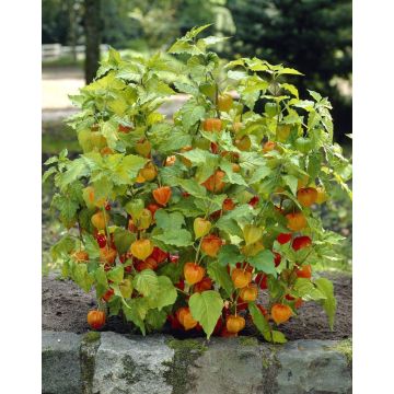 Physalis franchetii - Chinese Lantern