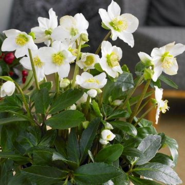 Helleborus niger - White Hellebore in Bud