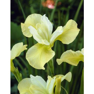 Iris sibirica Butter and Sugar