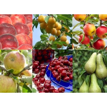 SPECIAL DEAL - Grow Your Own Fruit Trees - Orchard Starter Bundle - 6 Different Trees