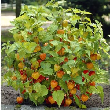 Physalis franchetii - Chinese Lantern Plant