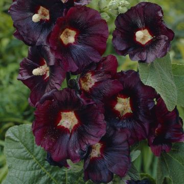 Alcea rosea Nigra - Black Hollyhock (Althea)