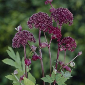 Angelica gigas - Angelica