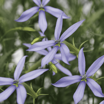 Laurentia Axillaris 'Starshine Blue'