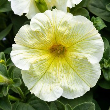 Petunia Grandflora Prism Sunshine