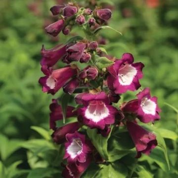 Penstemon 'Arabesque Violet'