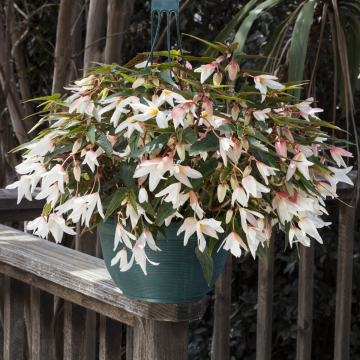 Begonia Boliviensis White