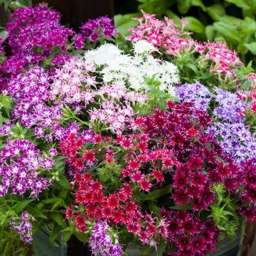 Phlox Drummondii 'Popstars' Mixed - Pack of Six