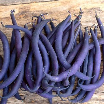 French Bean Purple Teepee