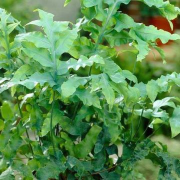 Cyrtomium falcatum 'Rochfordianum' - Holly Fern