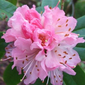 Rhododendron Christmas Cheer