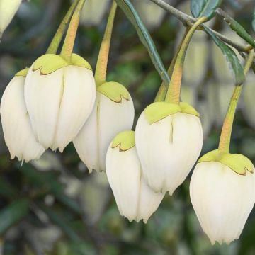 Crinodendron hookerianum 'Alf Robbins'