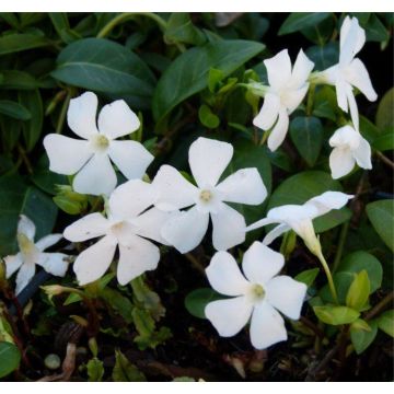 Vinca minor alba - WHITE Lesser Periwinkle Plants - Pack of THREE