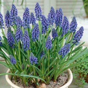 Blue Grape Hyacinths - Muscari armenicum