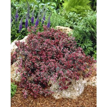 Sedum 'Bertram Anderson'