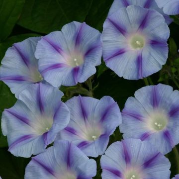 Ipomoea Blue Jay