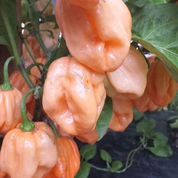 Chilli Pepper Plant '7 Pot Pink'
