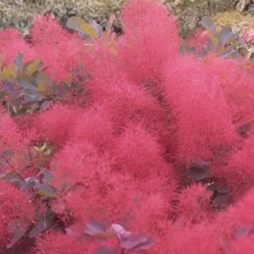 Cotinus coggygria 'Ruby Glow'