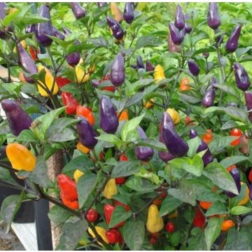 Chilli Pepper Plant 'Roxi' (Dwarf)