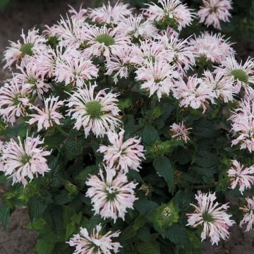 Monarda Balmy Appleblossom - Bee Balm