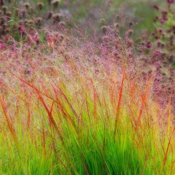 Panicum virgatum Rehbraun - Switch Grass