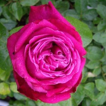 Rose Birthday Boy - Hybrid Tea Rose