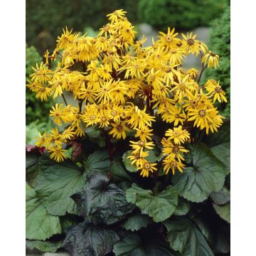 Ligularia dentata Desdemona