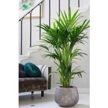 Howea forsteriana - KENTIA PALM - The best palm for indoors - 140-150cm Potted Plant