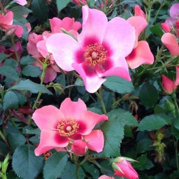 Rose 'For Your Eyes Only' - Floribunda Shrub Rose - Rose of the Year 2015!