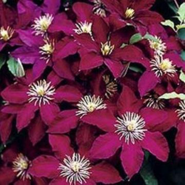 Clematis Niobe