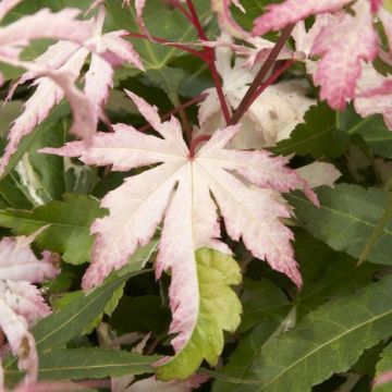 Acer palmatum Asahi-Zuru (Orido-Nishiki)