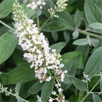 Buddleja White Chip  - White Patio Buddleia - LO & BEHOLD White Chip