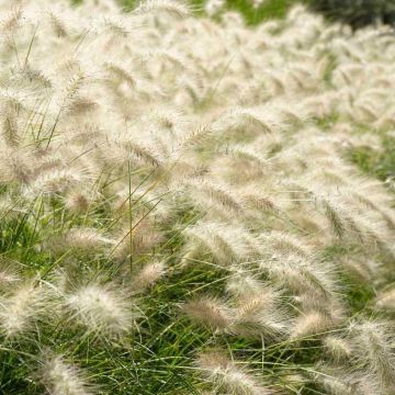 Pennisetum alopecuroides 'Hameln' - Fountain Grass