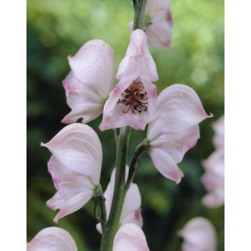 Aconitum Pink Sensation - Monks hood