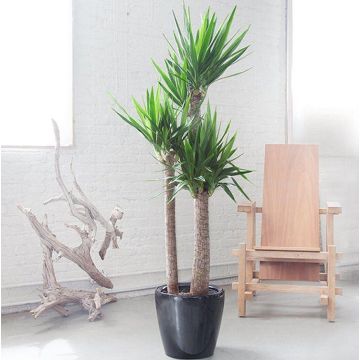 SPECIAL DEAL - Yucca elephantipes - Large Specimen Indoor Yucca Tree - 130-150cm