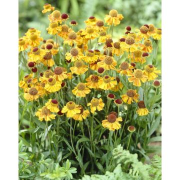 Helenium 'Wyndley'