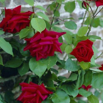 Rose Ena Harkness - Climbing Rose