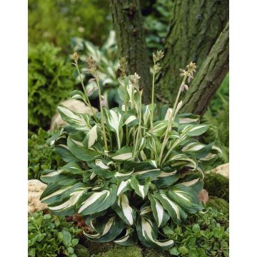 Hosta undulata 'Mediovariegata'