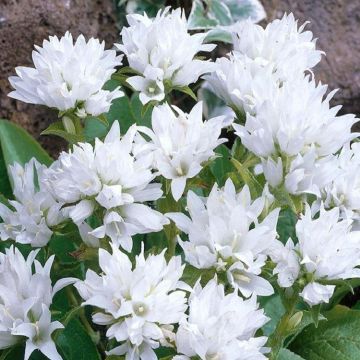 Campanula glomerata alba - White Clustered Bell Flower